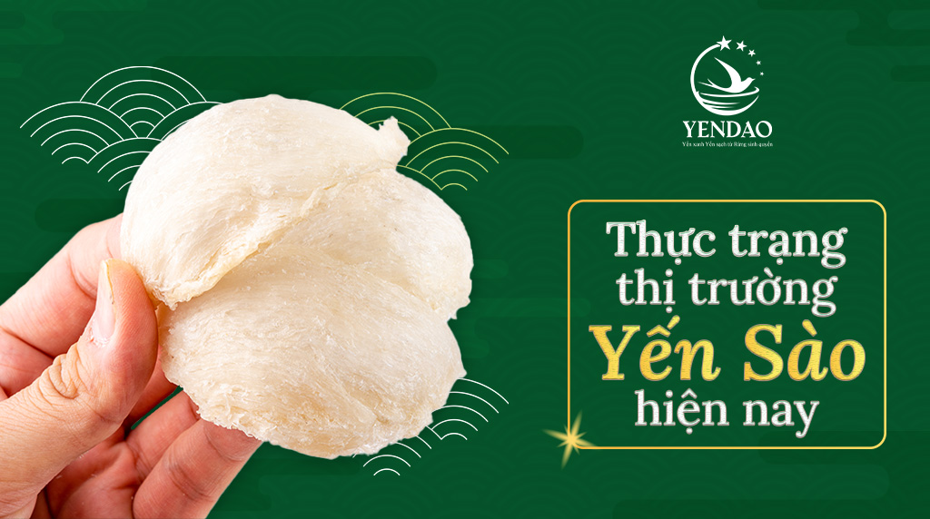 Phân Tích Thị Trường Yến Sào Việt Nam: Xu Hướng và Cơ Hội